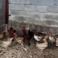 الصورة الأولى