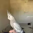 الصورة الأولى