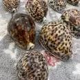 الصورة الأولى