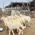الصورة الأولى