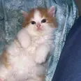 الصورة الأولى