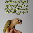 الصورة الأولى