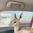 الصورة الأولى