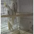 First Image