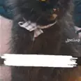 الصورة الأولى