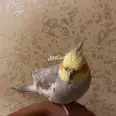 الصورة الأولى
