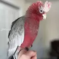 الصورة الأولى