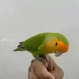 الصورة الأولى