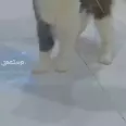 First Image