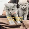 الصورة الأولى