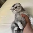 الصورة الأولى