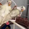 الصورة الأولى
