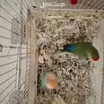 الصورة الأولى