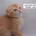 الصورة الأولى