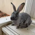 First Image