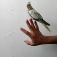 الصورة الأولى