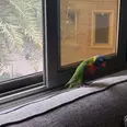 الصورة الأولى