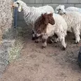 الصورة الأولى