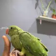 الصورة الأولى
