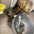 First Image