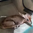 الصورة الأولى