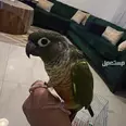 الصورة الأولى