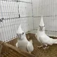 الصورة الأولى