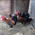 الصورة الأولى