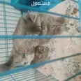 الصورة الأولى