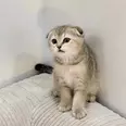 الصورة الأولى