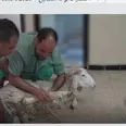 الصورة الأولى