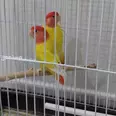 الصورة الأولى