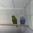 الصورة الأولى