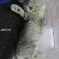الصورة الأولى