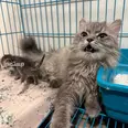 الصورة الأولى