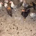 الصورة الأولى