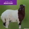 الصورة الأولى