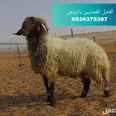 الصورة الأولى