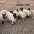الصورة الأولى