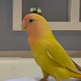 الصورة الأولى