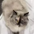 الصورة الأولى