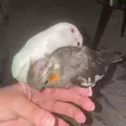 الصورة الأولى