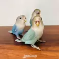 الصورة الأولى