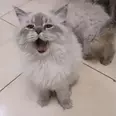 الصورة الأولى