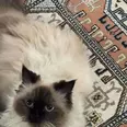 الصورة الأولى