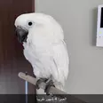 الصورة الأولى