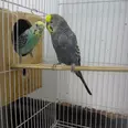 الصورة الأولى
