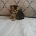 الصورة الأولى