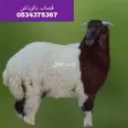 الصورة الأولى