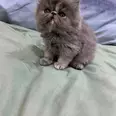 الصورة الأولى